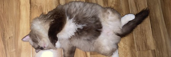 mimiaoniako Profile Banner