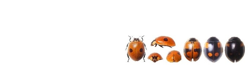 txupendilerendi's profile banner image