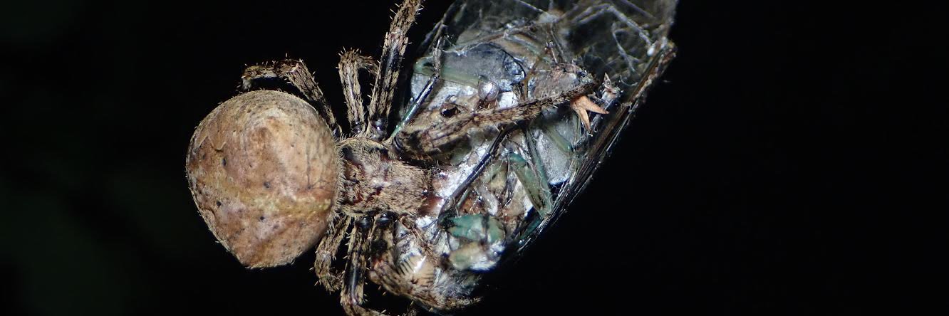 cicadaspider's profile banner image