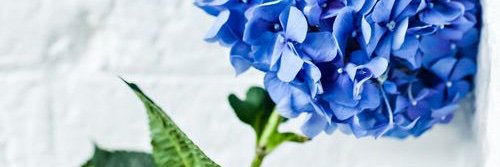 ElmaLaila's profile banner image