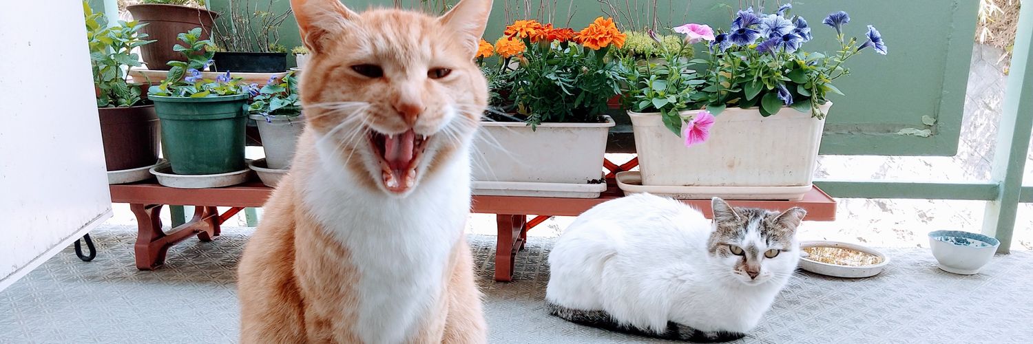 Kazumi Kaneko banner