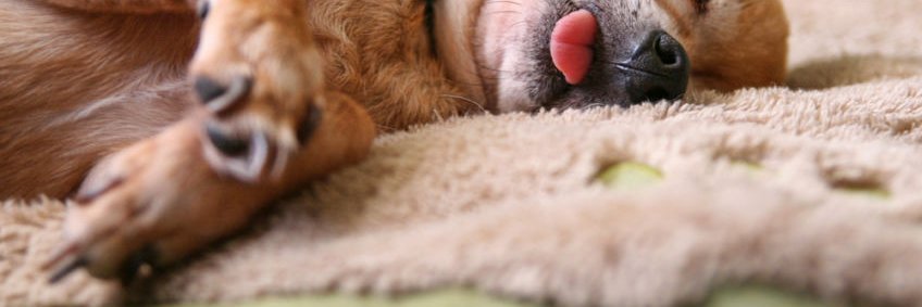 Darek banner