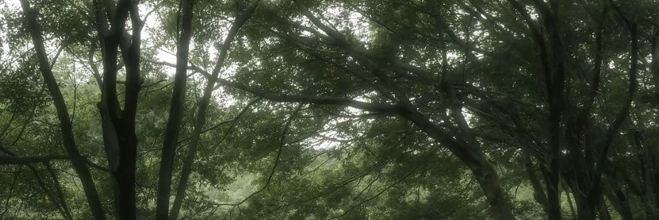 小叶 banner