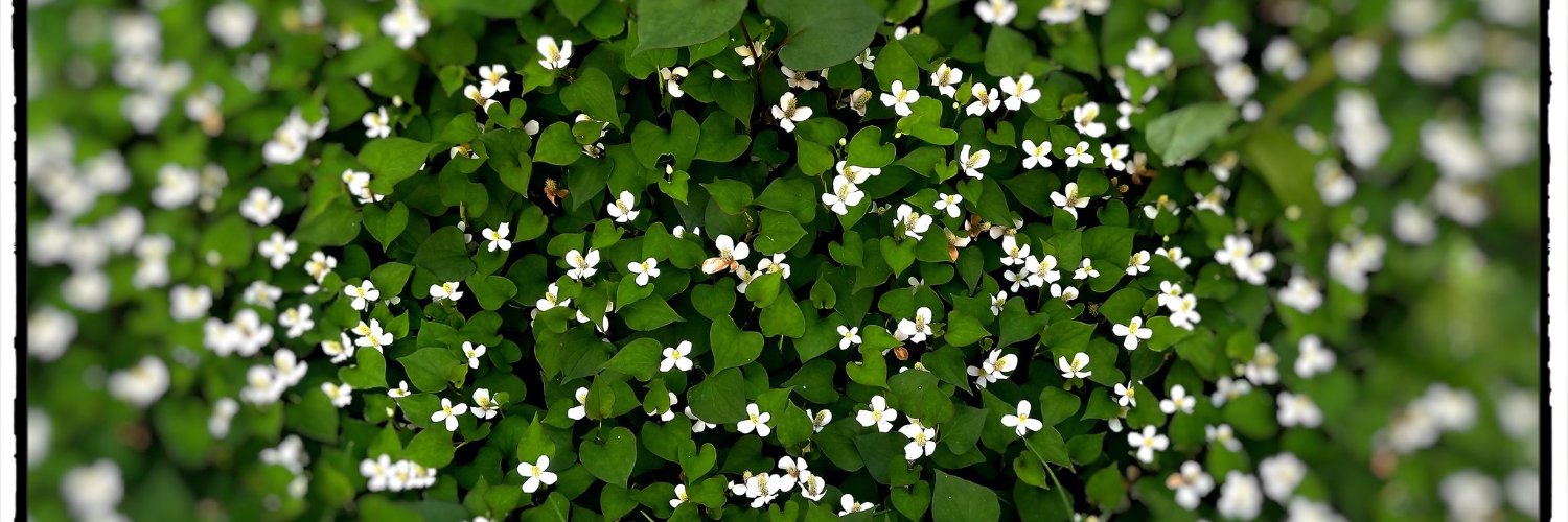 🌙深月（DeepMoon） banner