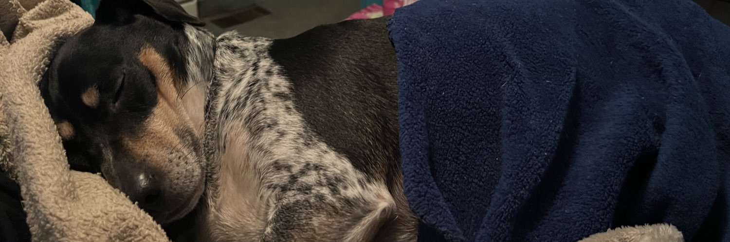 JillyWolf14's profile banner image