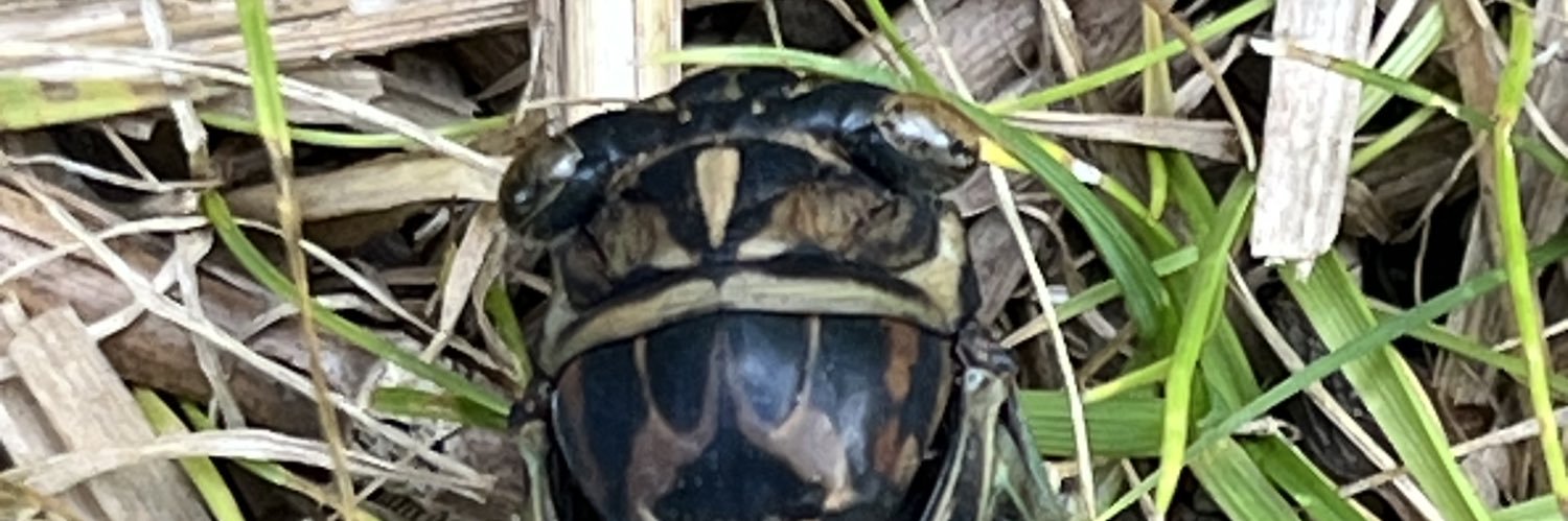 Mangled_Gero's profile banner image