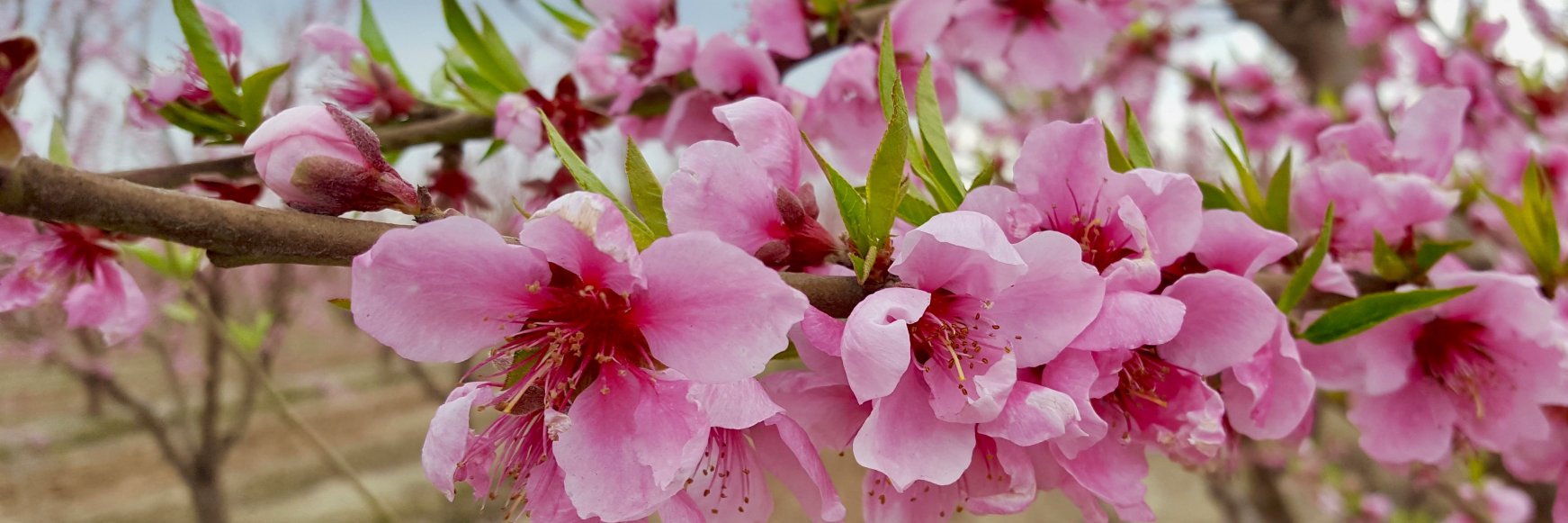 California Ag Today banner