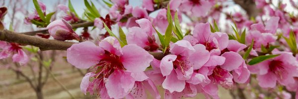 CalAgToday Profile Banner