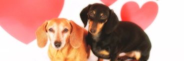 SePingosDeChuva's profile banner image