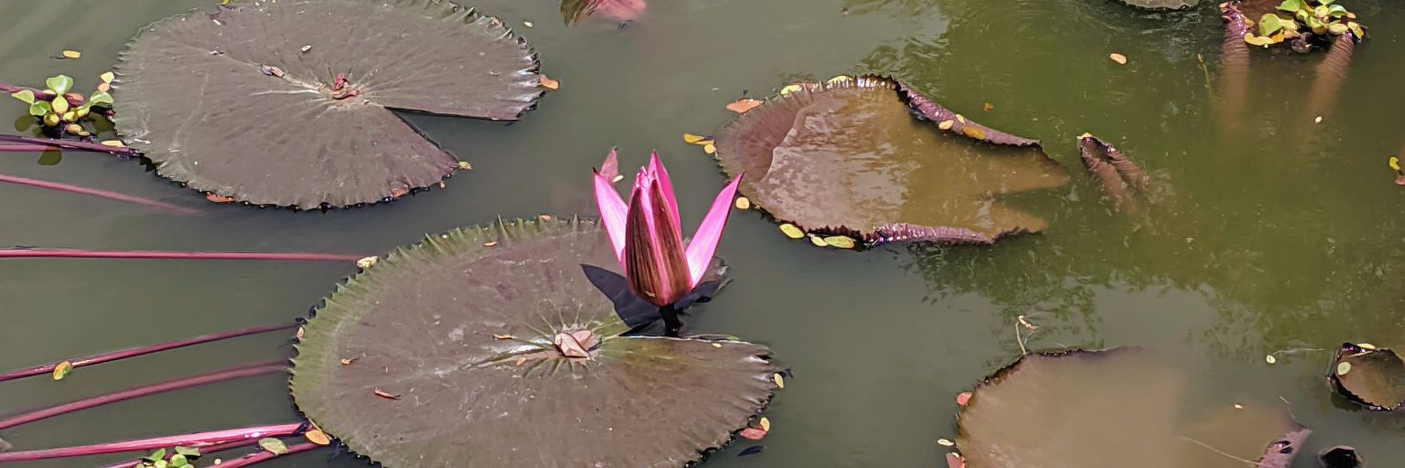 𝑨𝒚𝒚𝒂✧ banner