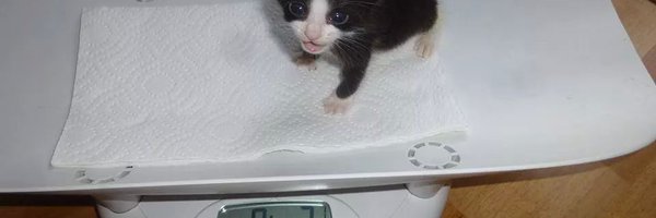 thedystrophy Profile Banner