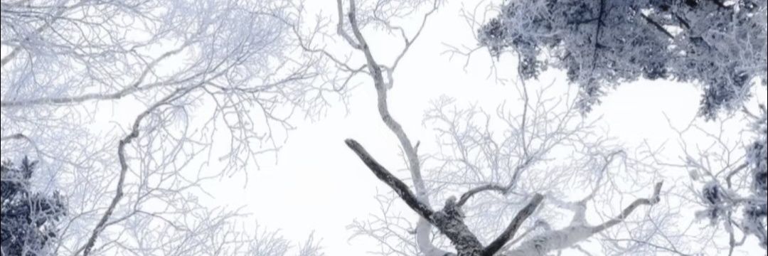 TreesTuT's profile banner image