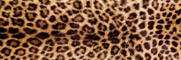 cadaverdove Profile Banner