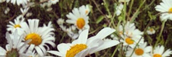 WelliesAndWool Profile Banner