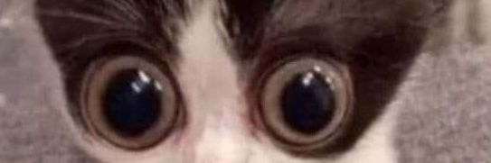 Camilo banner