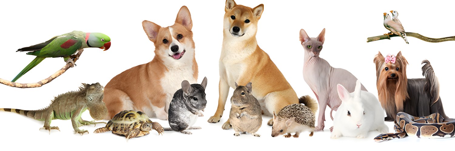 Cuteanimals4y's profile banner image