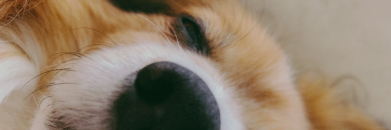 ckaxxu's profile banner image