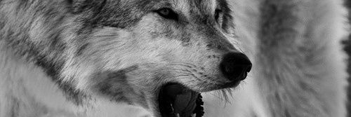 Sire_Alexander's profile banner image