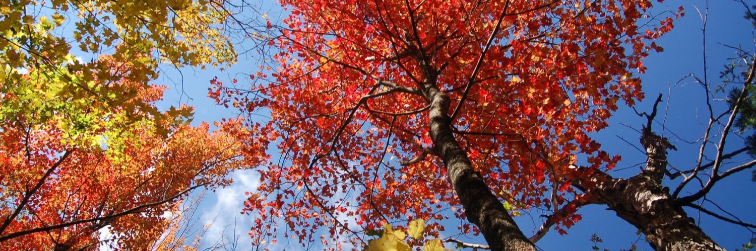 Nat Moss 💚 banner