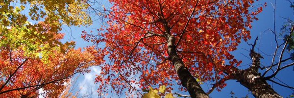 NatMoss Profile Banner