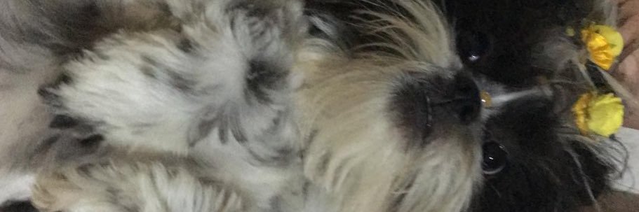anajucavalieri's profile banner image
