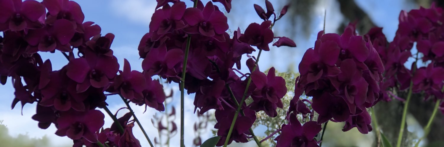 Crystal 🤷🏻‍♀️ banner