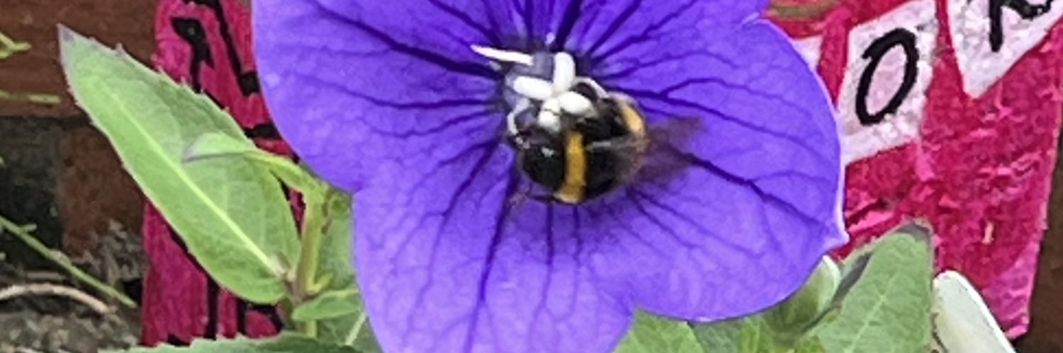 Pill Counter Kel 😷 🦇 🦎 banner