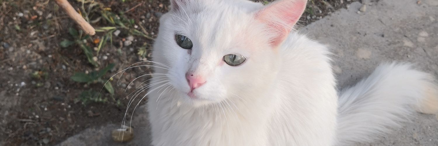 Queen 👑✨🖤 banner