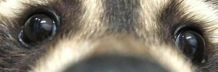 fflamita13's profile banner image