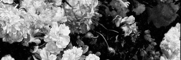 ssenars's profile banner image