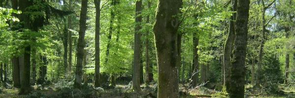 Redtigger101 Profile Banner