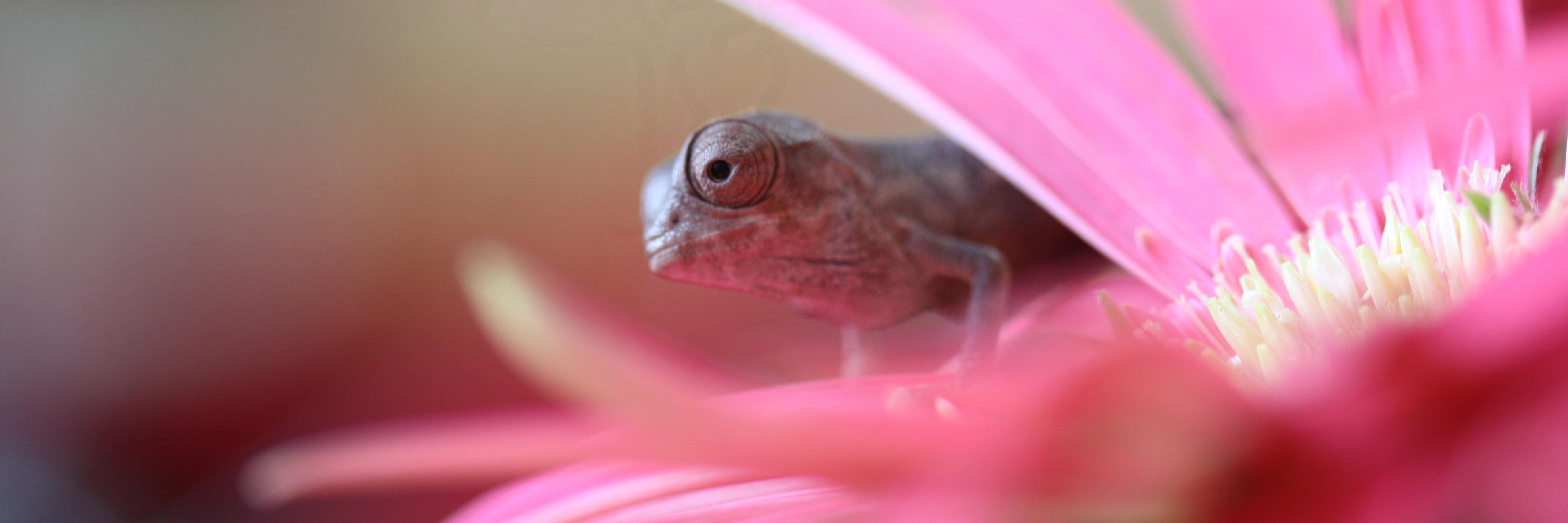 _chameleonheart's profile banner image