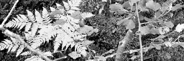 czarnezki Profile Banner