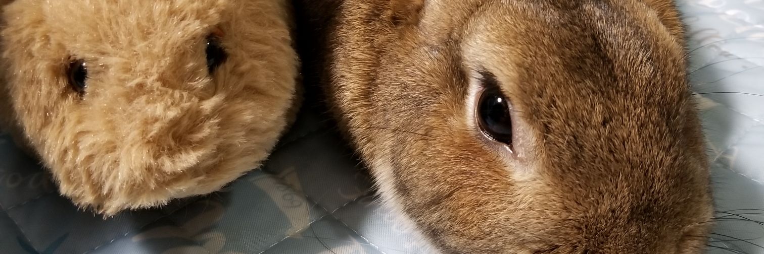 トラップ☆🇯🇵🤝🇸🇦万博31回〆 banner