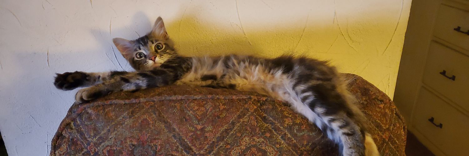 Journeyman Debbie D 🐕 🐈 🌞 banner