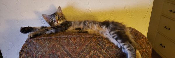 dixiechick777 Profile Banner