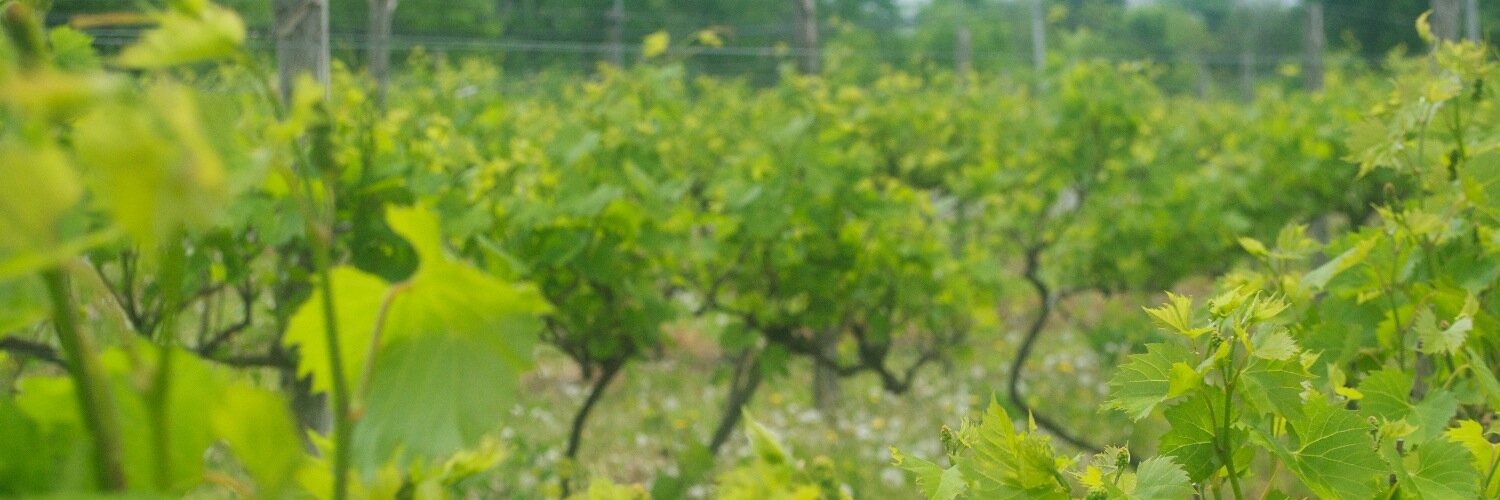 ElfsFarm's profile banner image