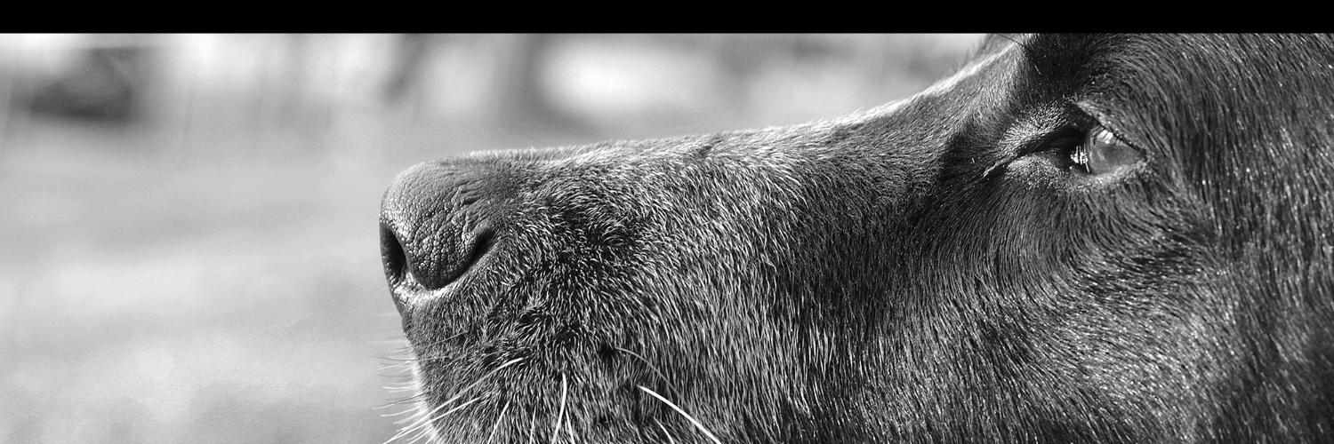 odulk's profile banner image