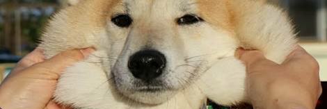 thenightyu's profile banner image