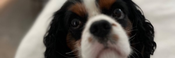 FishWFriends Profile Banner