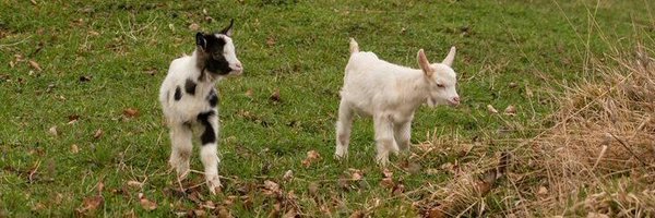 2PimpABfly Profile Banner