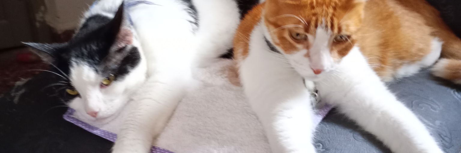 doris banner