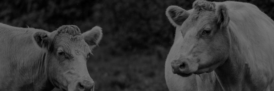 vegansmallbrain banner