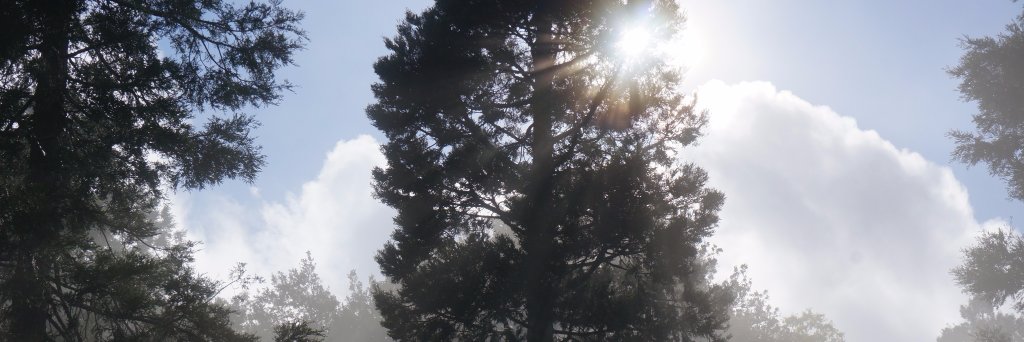 SurvivalEDC's profile banner image