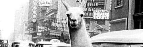 JenniLee666's profile banner image