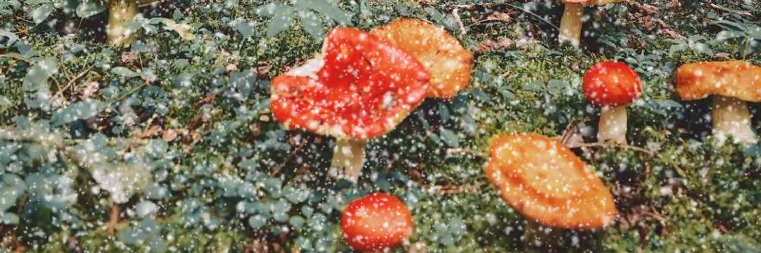 𝖕𝖚𝖓𝖎𝖘𝖍𝖊𝖉 𝖘𝖑𝖎𝖒𝖊 🩸 banner