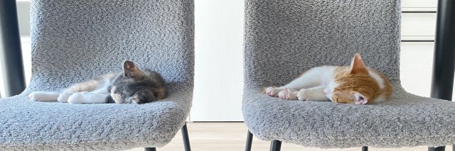 tamura akari🐱 banner