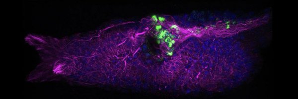 HoyerJorgen Profile Banner