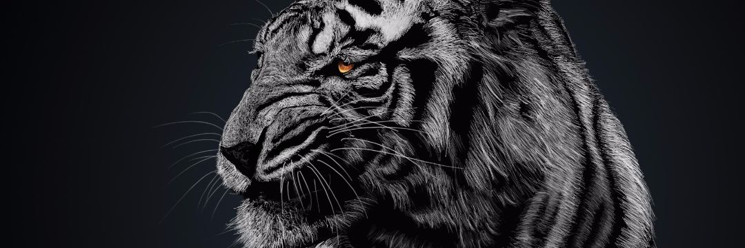 KevinCruzH's profile banner image