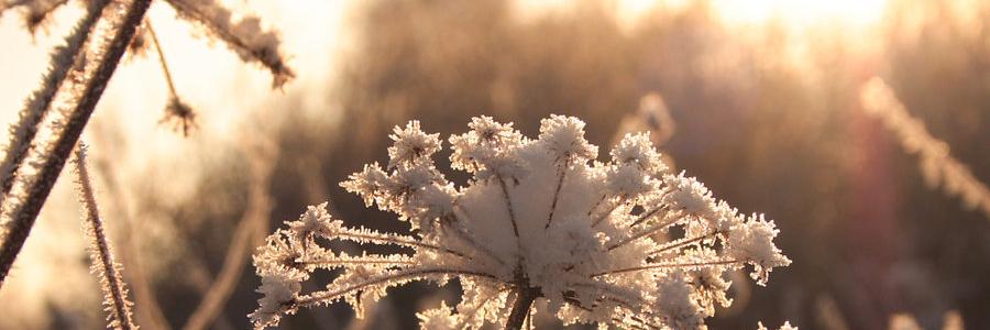 lumiflower's profile banner image